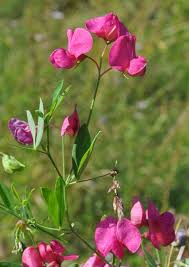 Attēlu rezultāti vaicājumam “Lathyrus tuberosus”