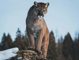 Image result for Ut Cougars