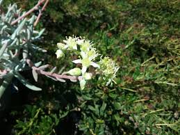 Attēlu rezultāti vaicājumam “Diachea subsessilis young”