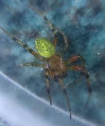 Attēlu rezultāti vaicājumam “Araniella”