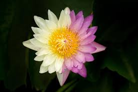 Attēlu rezultāti vaicājumam “Nuphar lutea flower”