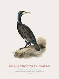 Image result for Phalacrocorax carbo