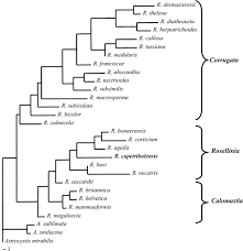 Attēlu rezultāti vaicājumam “Rosellinia desmazieri spores”