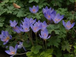 Attēlu rezultāti vaicājumam “Crocus speciosus”