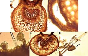 Attēlu rezultāti vaicājumam “Rubus plicatus”