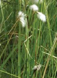 Attēlu rezultāti vaicājumam “Eriophorum gracile”