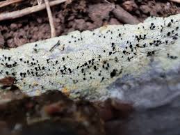 Attēlu rezultāti vaicājumam “Chaenotheca ferruginea”