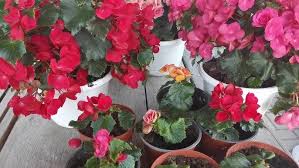 Image result for Бегония Элатиор 12х22 4601887072423