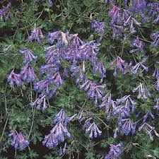 Attēlu rezultāti vaicājumam “Corydalis intermedia leaf”