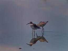 Image result for Calidris himantopus