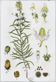Image result for Linaria vulgaris