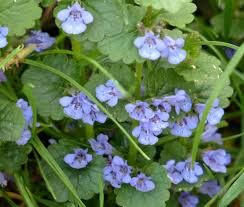 Image result for Glechoma hederacea