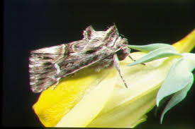 Attēlu rezultāti vaicājumam “Calophasia lunula larva”
