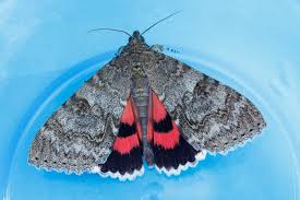 Attēlu rezultāti vaicājumam “Catocala nupta”