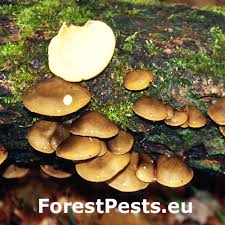 Attēlu rezultāti vaicājumam “Panellus serotinus”