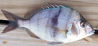 Image result for Stenotomus chrysops