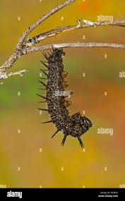 Attēlu rezultāti vaicājumam “Nymphalis pupa”