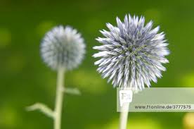 Image result for Blaudistel