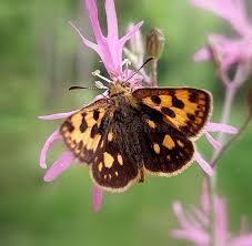 Attēlu rezultāti vaicājumam “Carterocephalus silvicolus underside”