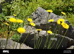 Attēlu rezultāti vaicājumam “Hypochaeris maculata flower”