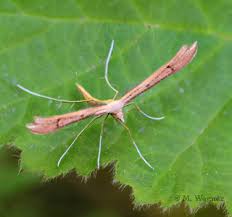 Attēlu rezultāti vaicājumam “Stenoptilia pterodactyla”