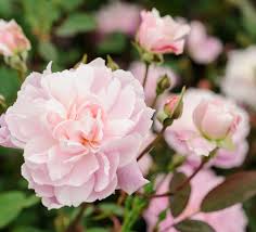 Attēlu rezultāti vaicājumam “Prunus padus var. roseiflora”