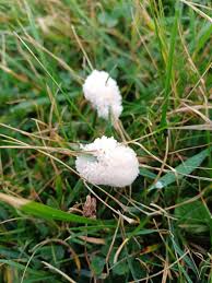 Attēlu rezultāti vaicājumam “Didymium spongiosum spores”