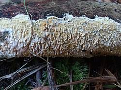 Attēlu rezultāti vaicājumam “Basidioradulum radula”