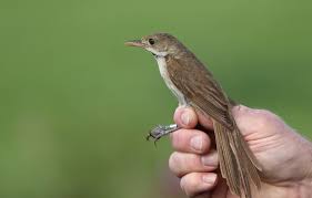 Image result for Acrocephalus aedon