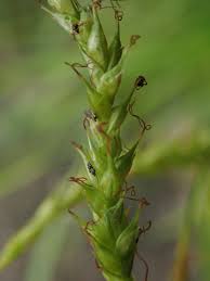 Attēlu rezultāti vaicājumam “Carex sylvatica flower”