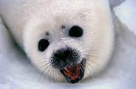 Image result for Pagophilus groenlandicus