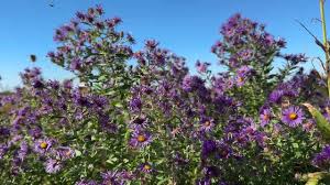 Image result for Aster novae-angliae