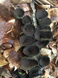 Attēlu rezultāti vaicājumam “Urnula craterium”