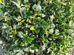 Attēlu rezultāti vaicājumam “Buxus sempervirens”