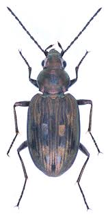 Attēlu rezultāti vaicājumam “Bembidion litorale”