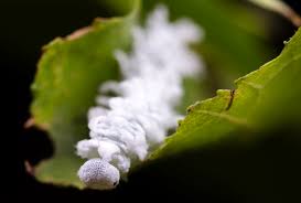 Attēlu rezultāti vaicājumam “Eriocampa ovata”