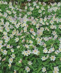 Image result for Buschwindröschen