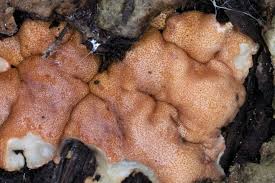 Attēlu rezultāti vaicājumam “Hypocrea rufa”