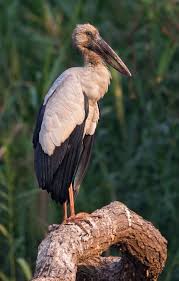 Attēlu rezultāti vaicājumam “Ciconiiformes”