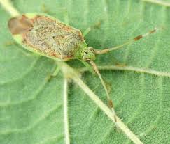 Attēlu rezultāti vaicājumam “Pantilius tunicatus”