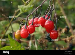 Attēlu rezultāti vaicājumam “Solanum dulcamara fruit”