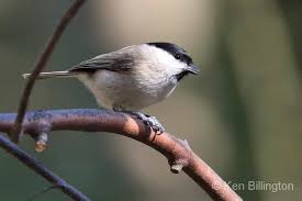 Attēlu rezultāti vaicājumam “Poecile palustris adult”