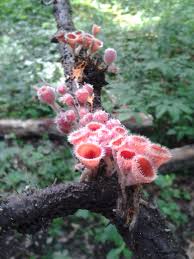 Attēlu rezultāti vaicājumam “Microstoma protracta”