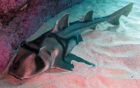 Image result for Heterodontus portusjacksoni