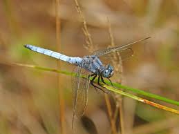 Attēlu rezultāti vaicājumam “Orthetrum cancellatum”