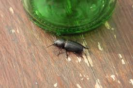 Attēlu rezultāti vaicājumam “Spondylis buprestoides”