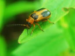Attēlu rezultāti vaicājumam “Phyllobrotica quadrimaculata”