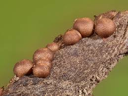 Attēlu rezultāti vaicājumam “Lycogala paraconfusum spores”