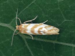 Attēlu rezultāti vaicājumam “Aethes margaritana”