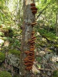 Attēlu rezultāti vaicājumam “Inonotus rheades”